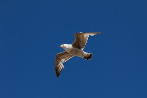 IMG_1556